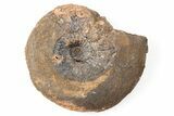 Iron Replaced Ammonite Fossil - Boulemane, Morocco #196591-1